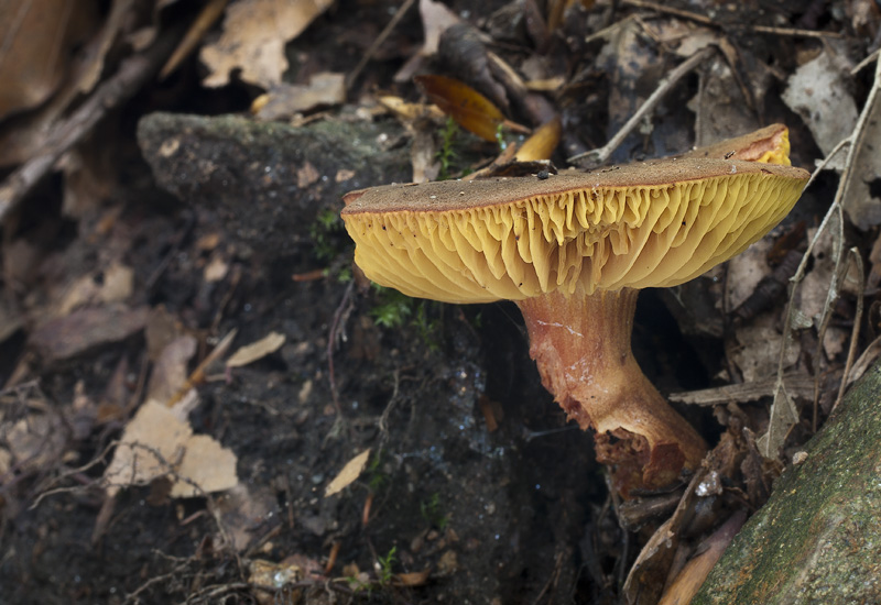 Phylloporus pelletieri